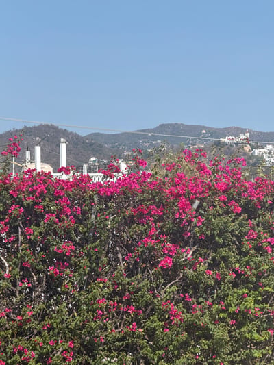 The image depicts a landscape in Acapulco, Mexico, characterized by vibrant bougainvillea bushes blooming with bright pink flowers. The plants are densely packed, partially obscuring white buildings and structures in the background. A hazy mountain range and a clear blue sky complete the scene. Power lines are visible running alongside the mountains.