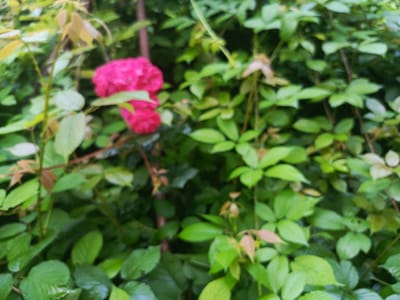 The image shows a close-up, slightly blurred view of a dense green bush with several pink flowers. The flowers appear to be roses, with multiple petals tightly packed together. Some of the leaves are a lighter green, suggesting new growth, while others are a darker, more mature green. The background is a blur of more greenery, indicating a natural, outdoor setting. There are no people or animals visible in the image. The overall impression is one of lush, natural foliage. The location is Təngəaltı, Azerbaijan.