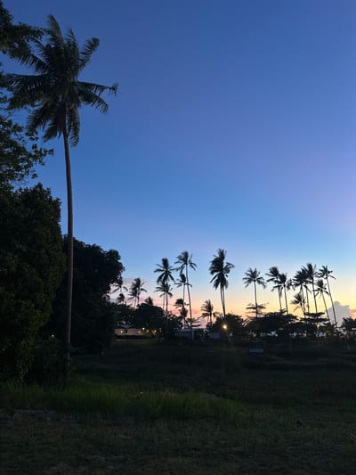 The image depicts a twilight scene with a clear, gradient sky transitioning from deep blue at the top to hues of pink and orange near the horizon. Silhouetted against the sky are numerous palm trees, varying in height and density, forming a distinct line across the middle ground. To the left, a large, dark green tree with dense foliage dominates the foreground, partially obscuring a tall, slender palm tree. The background reveals a few low-rise structures, possibly houses or bungalows, with illuminated lights suggesting habitation. The ground in the foreground is covered in dark grass and some patches of darker vegetation. The overall atmosphere is serene and tropical, characteristic of a coastal area at dusk.