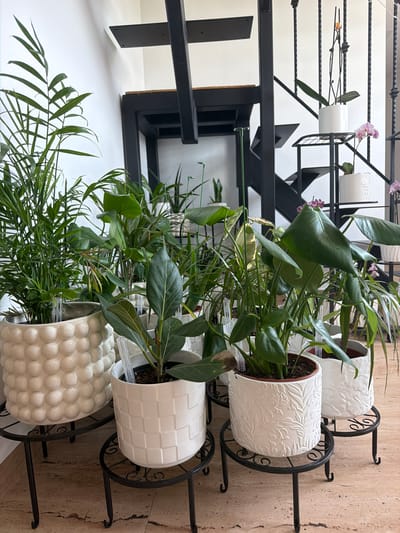 In Priseltsi, Bulgaria, a collection of houseplants is arranged indoors, near a modern black metal staircase. The plants are in various white decorative pots, some with textured patterns like raised circles, woven squares, or floral motifs. Several plants are on black metal plant stands. In the background, the staircase ascends, with white walls on either side and a light-colored tiled floor. There are also orchids in white pots on shelves attached to the staircase. No people are visible in the scene. The lighting suggests an indoor setting, possibly a home or commercial space, with ambient light illuminating the plants and staircase.
