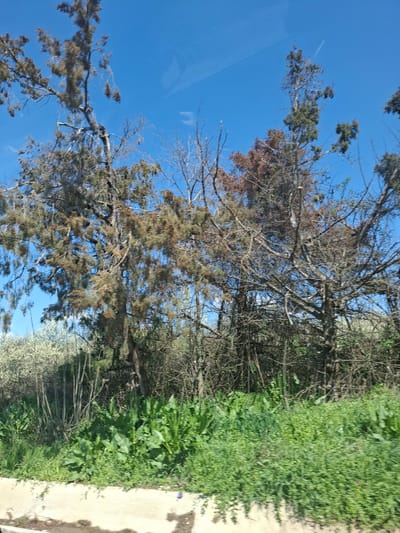 The image shows a roadside view in Studeno Buche, Bulgaria. The sky is clear and blue. A tree with brown and green foliage is visible in the foreground. A mix of green plants and low-lying shrubs line the edge of the road. A section of cracked concrete road is visible. A white blooming tree is in the distance. The photo appears to have been taken from inside a vehicle, judging by reflections in the top left.