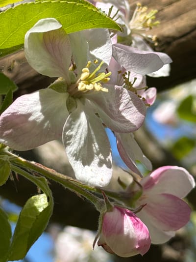 The image captures a close-up view of apple blossoms in Junglinster, Luxembourg. The flowers are primarily white with a slight pink hue on the petal edges. The petals are textured with visible veins. The blossoms have yellow stamens in the center. The background is a mix of blurred foliage, tree branches, and a hint of blue sky. The scene is bathed in sunlight, creating shadows on the petals. There are green leaves with textured surfaces accompanying the blossoms. The stems supporting the blossoms are fuzzy and green. A flower bud with a more intense pink color is visible on the right side of the image.