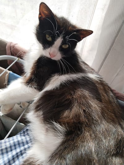 A black and white cat is resting indoors, likely on a laundry basket, in a room with sunlight streaming through a window. The cat has green eyes and a pink nose. Its fur is a mix of black and white, with prominent white markings on its face and chest. The background consists of a white curtain and some items of clothing, suggesting a domestic setting. The sunlight creates bright highlights on the cat's fur and creates a soft, diffused light in the room. The overall mood is peaceful and relaxed, as the cat appears to be dozing or simply resting comfortably. The time of day appears to be daytime, given the bright sunlight. There is no visible text in the image.