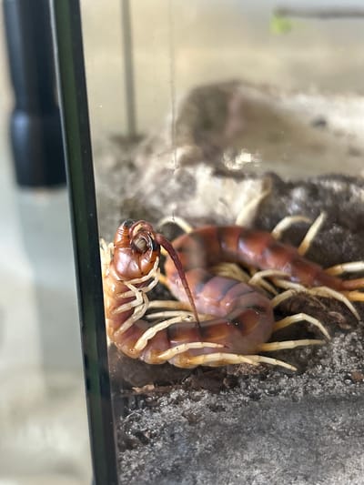 A close-up, eye-level, horizontal shot shows a centipede coiled inside a glass enclosure. The centipede's body is reddish-brown with dark stripes, and its numerous legs are light yellow. The enclosure contains sandy substrate. In the background, a black object with a blurred green element is visible. The scene is located in Cape Coral, United States of America.
