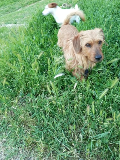 A brown, scruffy terrier-type dog stands in tall green grass. The dog is facing the camera and looking directly at the viewer. Its fur is a reddish-brown color, and its ears are perked up. The dog has dark eyes and a black nose. In the background, a white dog with brown markings is partially visible, lying down in the grass. The scene appears to be a grassy field or park. The location is identified as Ароматновское сельское поселение, Ukraine.