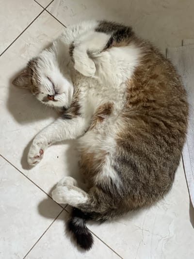 The image shows a calico cat curled up and sleeping on a tiled floor. The cat is mostly white with patches of brown and black fur. Its eyes are closed, and its paws are tucked in. The tiled floor appears to be in a domestic setting, possibly a kitchen or bathroom, with grout lines visible between the tiles. A white towel is visible to the right of the cat. There is no indication of the cat's location in Borowa, Poland, or any other specific city.
