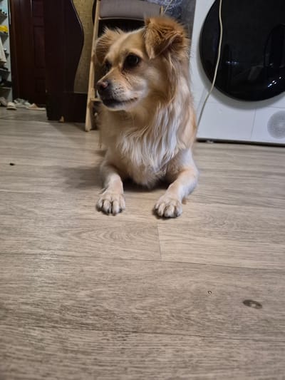 The image shows a medium-sized, light brown dog lying on a wooden floor. The dog is facing upwards, with its head tilted to the side, looking slightly to the right. Its fur is fluffy and appears light brown and cream colored. The dog's paws are visible, with one paw resting on the floor and the other tucked slightly under its body.
The setting appears to be indoors, with a wooden floor that has a light, grainy texture. In the background, there is a dark wooden piece of furniture with some items on top of it. To the right of the dog, a portion of a white appliance with a black circular surface is visible. There is also a white cable running across the appliance.
The lighting in the image is dim, suggesting it might be evening or indoors with artificial lighting. No specific weather conditions are discernible. The dog's expression is neutral. There is no visible text in the image. The context of Nyagan, Russia is provided as a location cue.