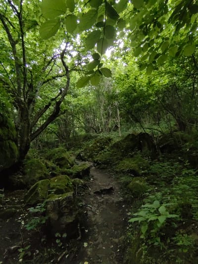 The image depicts a lush, green forest path winding through a dense woodland. The path is composed of dirt and small stones, appearing somewhat uneven and naturally formed. It is flanked on either side by large, moss-covered rocks, suggesting a damp and shaded environment. The trees overhead create a canopy, with dappled sunlight filtering through the leaves, indicating it is likely daytime, perhaps morning or late afternoon given the soft lighting.
The forest is characterized by a profusion of green foliage, with various types of plants and undergrowth covering the ground and clinging to the rocks. The overall impression is one of natural wildness and tranquility. There are no people or animals visible in the scene. The mood is serene and somewhat mysterious, inviting exploration of the path deeper into the woods. The location is identified as El'kush, Russia.