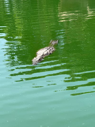 An overhead shot depicts an alligator swimming in green water. The alligator is partially submerged. The location appears to be Drargua, Morocco. The water shows reflections.