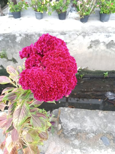 A close-up shot features a vibrant pink cockscomb flower in the foreground. The flower's textured, ruffled petals are the primary focus, with a stem and leaves visible below. The leaves are a mix of green and reddish-purple hues, with prominent veins. In the background, several potted plants with green foliage and small white and yellow flowers are arranged on a white surface. Beyond the potted plants, a narrow concrete channel filled with murky water is visible, with some green sprouts growing along its edge. The overall setting appears to be an outdoor area, potentially a garden or patio, in Kutabaro, Indonesia.