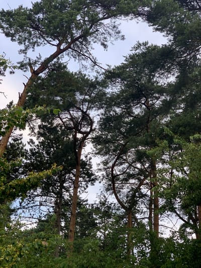 The image shows a cluster of tall pine trees with a canopy of dark green needles against a pale sky. The trunks of the trees are visible, with rough, reddish-brown bark. The branches are densely packed, creating a natural screen. In the foreground, there is a layer of lighter green foliage, likely deciduous trees or bushes, with some yellowing leaves, suggesting late summer or early autumn. The perspective is looking upwards into the trees. The scene is typical of a wooded area in Regesbostel, Germany, likely a forest or parkland, without any indication of human presence or specific urban structures.