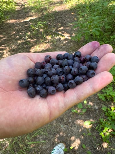 A person's open palm is filled with a cluster of ripe blueberries. The blueberries are dark blue to purple in color and appear to be freshly picked, as indicated by the faint purple staining on the skin of the hand. The background is blurred, showing a wooded or natural environment with dappled sunlight on the ground and green foliage. The scene suggests an outdoor activity, likely berry picking, in a rural area. The location is identified as Мажэйкаўскі сельскі Савет, Belarus.