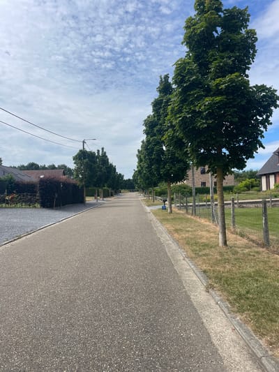 The image shows a paved road lined with trees and houses in Diepenbeek, Belgium. The road is asphalt, with a concrete curb on the right side. On the left side of the road, there is a gravel driveway and a hedge. On the right side, there is a lawn with a fence and trees. In the background, there are houses and more trees. The sky is blue with white clouds. The scene appears to be a residential street on a sunny day.