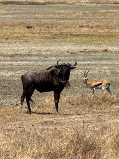 The image displays an arid grassland environment in Mti Mmoja, Tanzania, under natural daylight. A dark-furred wildebeest (Connochaetes), characterized by its large head, curved horns, and a noticeable light-colored beard, stands prominently in the midground, facing forward. To its right and slightly behind, a lighter brown gazelle, distinguished by its white underside, black lateral stripe, and long, spiraled horns, stands facing towards the right. Both animals are static, positioned on a ground covered with sparse, dry, light brown grasses and interspersed patches of bare, lighter-colored earth. The background consists of a blurred expanse of similar dry, open terrain, devoid of prominent vegetation or structures. No human subjects or man-made objects are present.