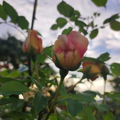 This media file features a close-up, low-angle shot of several rose buds against a softly blurred background of greenery and sky. The rose buds, varying in focus from sharp to soft, display a gradient of colors, primarily soft yellow and pink, with some hints of red. They are still in their bud stage, with tightly furled petals. The stems are green and slender, with small thorns visible on one of the main stems. Green leaves are scattered throughout the frame, some in sharp focus, others blurred. The background shows a sky with soft clouds, suggesting it might be early morning or late afternoon due to the diffused light. There are also bokeh effects from distant lights, adding to the dreamy atmosphere. The overall impression is one of natural beauty and peacefulness, with the focus on the delicate stage of the roses' bloom. The image appears to have been taken outdoors, likely in a garden or a natural setting. The location context of Navoloki, Russia, implies a temperate climate where roses are likely to grow. No text is visible in the media file.
