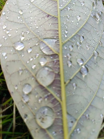The image is a close-up, vertical shot of a leaf covered in water droplets. The leaf appears to be light green with visible veins and a central, yellow stem. The water droplets vary in size, from tiny specks to larger, spherical blobs that distort the view of the leaf beneath them. The background is blurred, showing hints of green grass and dark soil, suggesting an outdoor environment. The lighting appears natural, possibly from daylight, creating reflections on the water. There are no people or animals visible in the image, and no specific actions or interactions are taking place. The image does not contain any information that would allow for the determination of its location in Nesvizh, Belarus.