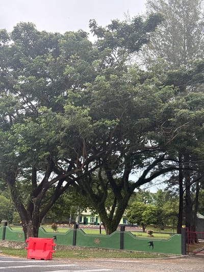 The image shows a street-level view of a lush green environment with large trees dominating the foreground. In the middle ground, there is a green and black fence with decorative elements and emblems. Behind the fence, a light green building with a dark green roof is visible. The building appears to be a facility or institutional building. There is a red plastic barrier on the left side of the road, in front of the fence. The sky is overcast. The location is specified as Lamkruet, Indonesia.