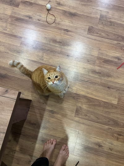 A ginger cat sits on a wooden floor. The cat is looking up at the camera. To the left of the cat, a piece of furniture is partially visible. In the upper left of the image, a cat toy is on the floor. To the right of the cat, a red object is on the floor. In the lower part of the image, a person's bare feet are visible. The scene is indoors on a wooden floor. The location is not specified in the image.