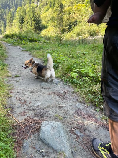 An outdoor scene in Reitlehen, Austria, displays a tri-color Pembroke Welsh Corgi dog walking left on an unpaved dirt path. The dog has its mouth open, tongue visible, and an erect tail; its lower body and paws show dirt accumulation. The path, composed of earth, small stones, and organic debris, is bordered by dense green vegetation. In the foreground, a human's lower right leg and foot, wearing a dark athletic shoe with neon yellow accents, are visible on the path's edge, along with their partially visible left hand in the upper right. A large grey rock is present on the path in the lower center. The background consists of a steep, sunlit hillside densely covered with coniferous trees.