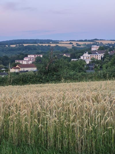 The image depicts a rural landscape with a field of wheat in the foreground. The wheat stalks are golden brown, indicating they are ripe for harvest. To the left of the wheat field, there is a dense green forest that extends into the distance. Beyond the forest, a few buildings, appearing to be apartment complexes, are visible. The sky is a pale blue with hints of pink, suggesting it is either dawn or dusk. The overall scene is serene and picturesque, capturing a moment in nature.
The image is a vertical shot, with the wheat field dominating the right side of the frame and the landscape, including the forest and buildings, occupying the left side. The sunlight is soft, casting gentle shadows and highlighting the textures of the wheat and foliage. The location is identified as Trier, Germany. No people or animals are visible in the image, and there is no visible text.