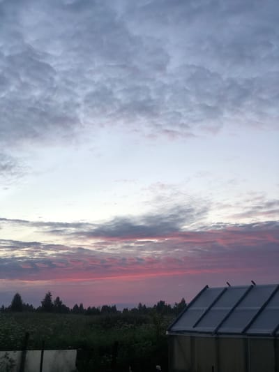 The image depicts a sunset scene in Staroe Istomino, Russia. The sky is filled with a gradient of colors, transitioning from pale blue and white at the top to vibrant pinks and purples lower down, with scattered clouds present throughout. In the foreground, a greenhouse with a translucent roof and dark frame is partially visible on the right side of the frame. To the left of the greenhouse, a dense line of trees and foliage stretches across the horizon. The ground in front of the trees is covered in green vegetation, possibly a field with wildflowers. A fence post is also visible in the lower left corner. No people or animals are present in the image.