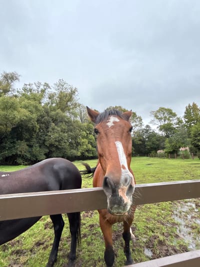 The image captures two horses within a muddy, grassy enclosure in Huasca de Ocampo, Mexico, under an overcast sky. In the foreground, a prominent brown horse with a dark mane stands facing the camera directly, its head positioned above a dark brown horizontal wooden fence. This horse exhibits a distinctive white blaze spanning its forehead and nasal bridge, with its muzzle appearing damp and discolored by light brown mud. To the left, partially obscured by the same fence, are the hindquarters and lower body of a second horse, dark brown or black in coloration, with a dark tail. The ground is characterized by green grass, interspersed with numerous muddy patches and visible puddles of standing water. The background features a dense line of green trees and foliage, forming a natural border. In the mid-ground on the right, a lighter brown wooden fence is visible, alongside tall, light-colored reed-like plants. No individuals are present in the scene.