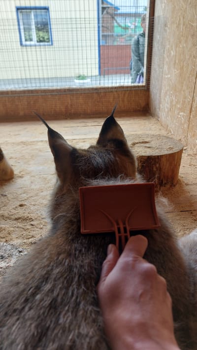A person's hand is brushing the fur of a caracal cat. The caracal has distinctive ear tufts and is lying down. The cat appears to be in an enclosure made of wood and has sandy bedding. A wire mesh fence is visible in the background, with a building and some greenery outside. The image is taken indoors with natural light. There is no visible text in the image.