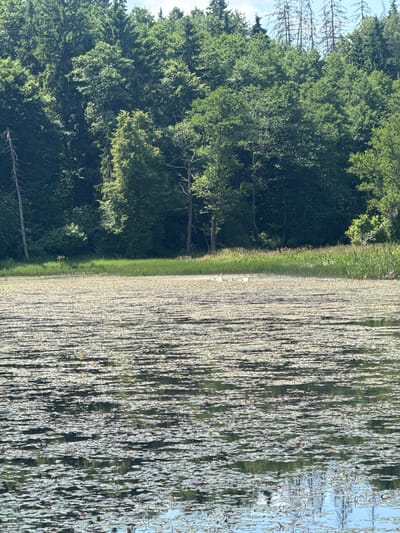 A naturalistic landscape photograph depicts a tranquil scene at a lake in Гаранскі сельскі Савет, Belarus. The foreground is dominated by a dense expanse of lily pads covering the surface of the water, with scattered yellow and brown fragments suggesting fallen leaves or decaying vegetation. In the middle ground, a small group of white swans are visible, swimming amongst the lily pads. The background features a lush, dense forest that transitions into a band of tall green grass and reeds bordering the lake. The sky above is a pale blue with some lighter patches, indicating daylight. The overall impression is one of natural serenity.