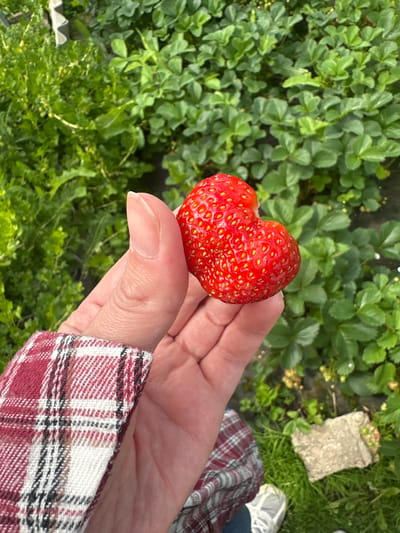 An individual's hand, with a red and white plaid shirt sleeve visible, holds a single, large, heart-shaped strawberry. The strawberry is bright red with visible seeds. The background consists of lush green strawberry plants, suggesting an outdoor farm or garden setting. The location is identified as Piriutino, Russia.