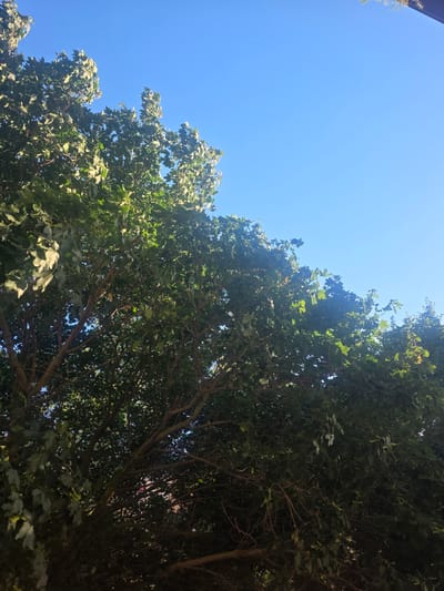 An upward angle shot captures the dense, green foliage of a tree against a clear, bright blue sky. The sunlight filters through the leaves, creating dappled patterns of light and shadow. The branches of the tree are visible, weaving through the leaves, and some appear dark and woody. The bottom of the image is dominated by the tree's mass, while the upper portion is almost entirely the sky. This scene is consistent with the abundant greenery found in the public parks and private gardens within the city of Ladispoli, Italy.