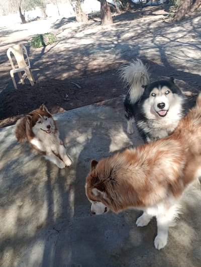 Three Husky dogs are the main subjects in this outdoor, sunny scene, likely in Pozo Almonte, Chile.
On the left, a brown and white Husky is lying comfortably on a concrete slab, facing towards the right side of the frame with a happy, panting expression. Its fur is well-groomed, and it appears relaxed.
In the center-right, a black, white, and grey Husky stands on the concrete, looking directly at the camera with striking bright blue eyes and an open-mouthed, "smiling" expression. Its tail, a fluffy mix of white and beige, is visible behind it.
Partially visible in the foreground on the right, a third brown and white Husky stands, with its back mostly to the camera, looking towards the right. Only its back, a part of its side, and its front paws are clearly seen.
The dogs are situated on a transition between a concrete surface and a dirt ground. The background features more dirt ground with scattered leaves and distinct shadows cast by unseen objects or trees, indicating bright sunlight. Several trees with bare or sparse branches are visible further back, suggesting a dry or winter season. A light-colored, possibly plastic, chair is visible on the dirt ground in the left background. The overall impression is a relaxed and happy gathering of dogs enjoying the sunny weather outdoors. There is no visible text in the image.