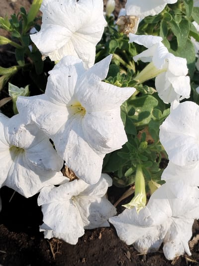The image displays a close-up of several white petunia flowers blooming in a garden. The flowers are in various stages of bloom, with some fully open and others still partially closed. The petals are ruffled and textured, and some show slight discoloration or damage. Green leaves and stems are visible throughout the frame, providing a backdrop for the white blossoms. The ground beneath the flowers appears to be dark soil. A small, dried brown flower or bud is also visible amongst the green foliage. The lighting suggests it is daytime, with sunlight casting shadows on the flowers and leaves. There are no people or animals present in the image. This scene is consistent with a garden environment in Voznesensk, Ukraine, where petunias are commonly grown.