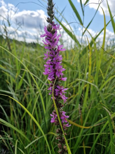 The photograph captures a close-up view of a purple flower spike amidst lush green grass, under a partly cloudy blue sky. The flower spike, likely a species of Lythrum (often called loosestrife), is the central subject, with its delicate purple blossoms arranged vertically along the stem. The surrounding environment is dominated by tall, vibrant green grasses, which create a blurred, natural backdrop. Some of these blades of grass are sharply in focus, while others are softened by the shallow depth of field, drawing the viewer's eye to the flower. The sky above is a pale blue, dotted with fluffy white clouds. The overall impression is one of a serene, natural setting, possibly a meadow or a roadside verge in the city of Viesīte, Latvia, during daylight hours. There are no people or man-made structures immediately visible in the frame, emphasizing the natural elements of the scene.