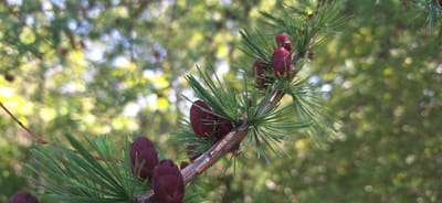 The image shows a close-up of a coniferous branch with several small, dark red cones. The needles are a vibrant green and are densely packed along the branch. The background is a soft, blurred bokeh of green foliage and some bright, out-of-focus highlights, suggesting a sunny day in a natural environment. The branch itself is woody and appears to be growing from a larger tree. No people or specific landmarks are visible in the image, and the location in Beechville, Canada, is not discernible from the visual content alone.