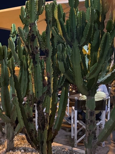 In the city of Ospedaletti, Italy, a group of tall, green cacti with ribbed stems stand in the foreground. Some of the cacti have dark, textured patches on their trunks. Behind the cacti, in the middle ground, a table with chairs is visible. A person wearing a light-colored top and dark pants is seated in one of the chairs, with their back to the camera. The environment appears to be an outdoor seating area, possibly a restaurant or cafe, with cobblestone paving and gravel on the ground. A portion of a building with a light-colored overhang is visible in the upper background. The lighting suggests it is evening or night, with artificial light illuminating the scene.