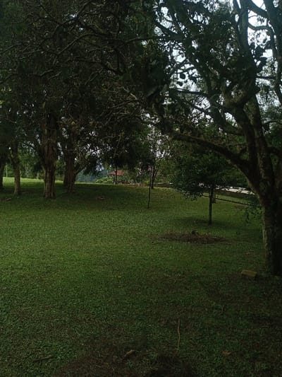 A serene green lawn stretches between mature trees. The trees are densely branched and frame the scene. Light filters through the foliage, creating dappled shadows on the grass. A small structure is subtly visible in the background. The scene evokes a sense of tranquility and natural beauty.