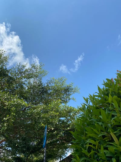 The image is an outdoor shot of the sky with trees in the foreground, taken from a low angle. The sky is a clear blue with scattered white clouds. On the left side of the frame, there are dense green tree branches with small leaves, and on the right, there are also green tree branches with larger, more pointed leaves, some with reddish tips. A black pole with a blue circular sign is visible in the lower center of the image, partially obscured by the foliage. The image appears to be taken in Gambut Barat, Indonesia, on a sunny day.