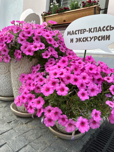 The image depicts a close-up view of vibrant pink petunias in bloom, arranged in large planters on a cobblestone surface. Behind the flowers, a white speech bubble-shaped sign is visible, bearing Russian text that translates to "Master Class and Excursions." The planters are decorative, with a textured pattern. In the background, a window box filled with red and white flowers suggests an urban setting, possibly a storefront or cafe. The overall impression is one of a welcoming establishment offering events. The image is focused on the flowers and the sign, implying an advertisement or informational display. There are no people visible in the image. The location is not explicitly stated to be Putyatino, Russia, however, if it were, it would be a small rural settlement.