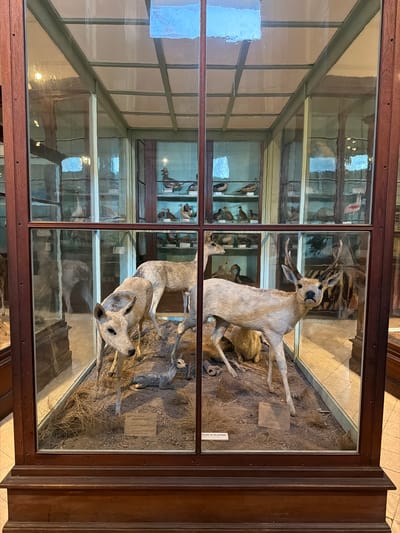 The image depicts a taxidermied display case, likely in a museum or educational setting. The case is divided into compartments. The compartment on the right houses taxidermied deer. The top deer is posed upright, facing the viewer, while the lower deer is lying down. The left compartments contain taxidermied birds. The display case is made of dark wood with glass panels. The location is likely within a museum in La Plata, Argentina, although no specific evidence within the image confirms this.