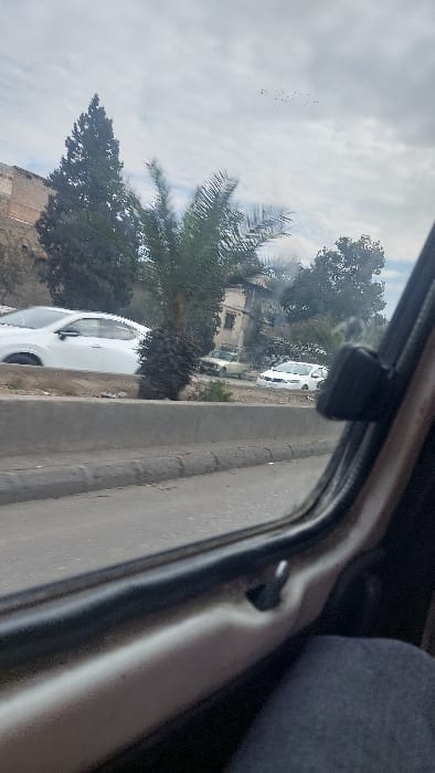 View from inside a vehicle with the window frame prominent. Outside the window, a street scene includes trees, a palm tree, parked cars, and a building. The sky is overcast with gray clouds. A flock of birds flies overhead. The road and curb are also visible through the window. The interior of the car is partly visible on the right.