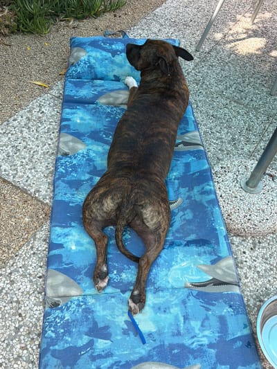 A brindle-colored dog is lying on a blue mat with a shark pattern. The dog is facing to the left of the frame, with its head down. Its front paws are tucked underneath its body, and its back legs are stretched out. The mat is on a pebbled ground. In the background, there are metal poles and some green plants. The scene appears to be outdoors, possibly in a backyard or patio. The lighting suggests it is daytime. The dog's relaxed posture indicates it is resting or napping. There is no visible text in the image.