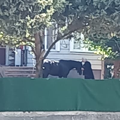 A dark-colored, stylized depiction of a cow is visible, with a white marking on its forehead and a white hindquarter. A person, wearing a dark cloak, stands next to the cow, appearing to interact with it. The scene is set outdoors with a tree in the foreground and a building in the background. A green barrier is positioned in front of the cow and person. The location is identified as Çatalca, Turkey.