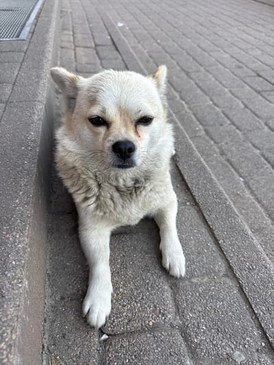 An adult, short-haired, light-colored dog is lying on a textured gray pavement. The dog faces the camera with its head slightly tilted. Its eyes are dark brown, and its nose is black. The dog's front paws are extended forward. The pavement appears to be made of rectangular stone slabs. To the left of the dog, there is a curb made of concrete. In the background, a metallic grate is visible, suggesting an urban environment. The location is the city of Vesyoloye, Russia.