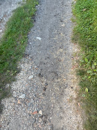 The image shows a dirt path with patches of grass on either side. The path is composed of gravel and dirt, with some scattered leaves and small rocks. There are a few dark, irregular shapes on the path that appear to be animal droppings. The scene is outdoors and appears to be in a rural or natural setting. Without specific landmarks or context, it is not possible to determine the exact location within Gornye Kljuchi, Russia.