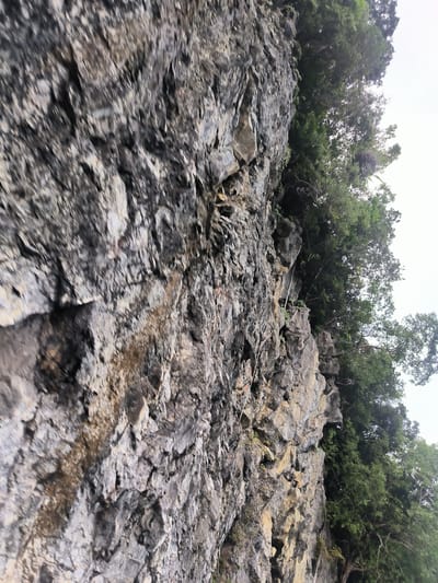 The image shows a close-up, vertically oriented view of a rocky cliff face with lush green trees growing along the top edge. The rocks are a mix of gray and tan hues, with rough, textured surfaces indicating erosion and weathering. Some dark, damp streaks are visible on the rock face, suggesting moisture. The trees appear dense and vibrant, with dark green foliage against a bright, overcast sky. The scene is natural and appears to be an outdoor environment, possibly a natural rock formation or a cut into a hillside. There are no people or man-made structures immediately visible in the frame, aside from possibly some subtle, weathered ropes or cables attached to the cliff face, which may indicate a climbing or maintenance access point. The overall impression is one of natural, rugged beauty.