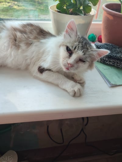 A young, sickly cat with patchy white and grey fur lies on a white windowsill, its left eye appearing red and irritated. The cat's fur is matted in places, and it has a brownish spot on its flank. It rests its front paws on the sill, with its head turned towards the viewer, its tongue slightly protruding.
Behind the cat, several objects are visible on the windowsill: a white potted plant, a brown terracotta pot, a small ball of green yarn and a small ball of red yarn, and a black and grey patterned fabric. A green notebook with handwritten text in Cyrillic script is also present, with a partial date visible.
The windowsill overlooks a blurry green outdoor scene, likely vegetation, suggesting the setting is near a window. Below the windowsill, a dark area is visible, with black cables and some indistinct objects. The overall impression is one of a domestic interior, possibly a home environment in Narowlya, Belarus, with a focus on the unwell animal.