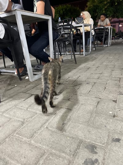 A tabby cat with a striped tail is walking on a paved area next to tables and chairs. People are seated at the tables, some out of focus. The scene appears to be outdoors at dusk or night, with artificial lighting. The paving stones are rectangular and laid in a basketweave pattern. The cat is the most prominent subject, captured mid-stride with its body elongated due to motion blur. The people are wearing casual clothing, and one woman is wearing a hijab. The overall impression is a casual outdoor gathering or dining setting. There are no visible text elements. The setting could be a restaurant, cafe, or outdoor seating area.