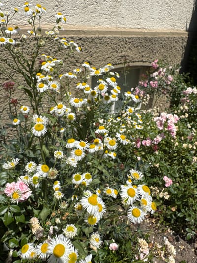 The image depicts a close-up view of a cluster of white and yellow daisies growing in front of a textured, beige-colored building. The building appears to be a house or a similar structure, with a small window visible in the background. The daisies are in various stages of bloom, with some fully open and others still budding. In the background, a rose bush with pink flowers can be seen. The overall scene suggests a sunny day in a garden or yard. The location of Bietigheim-Bissingen, Germany is known for its picturesque old town and its proximity to the Enz river, but this image does not provide any specific landmarks or details that would definitively place it within that city. The focus is on the natural elements of the flora and the architectural context of the building. There are no people visible in the image, and no actions or interactions are taking place. The environment is a natural outdoor setting with man-made elements from the building.