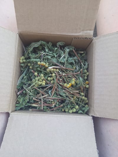 A top-down, medium shot shows dried herbs and stems filling a small, open cardboard box. The box is placed on a flat surface, which is partially visible on the sides of the image. The dried plant material is a mix of green leaves, brown stems, and small yellow flower buds. The box appears to be made of corrugated cardboard and is light brown in color. The lighting is natural and appears to be from an overhead source, creating soft shadows. The image is taken from a slightly elevated angle. No people are visible in the image. The location is not specified.