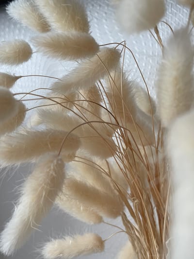 The image is a close-up, macro shot of a bouquet of dried bunny tail grass. The subject is entirely composed of the fluffy, cream-colored seed heads of the grass, which are soft and feathery in appearance. Thin, dried stems of the grass are visible, creating a delicate structure for the bouquet. The background is a softly blurred, white textured surface, possibly fabric or paper, which provides a neutral contrast to the organic shapes and colors of the grass. There are no people, animals, or man-made objects other than the bouquet itself. The lighting is soft and diffused, highlighting the textures and gentle curves of the grass. There is no visible indication of the location being in Novogorelovo, Russia, or any other specific geographical area; the scene is abstract and focuses solely on the botanical subject matter.